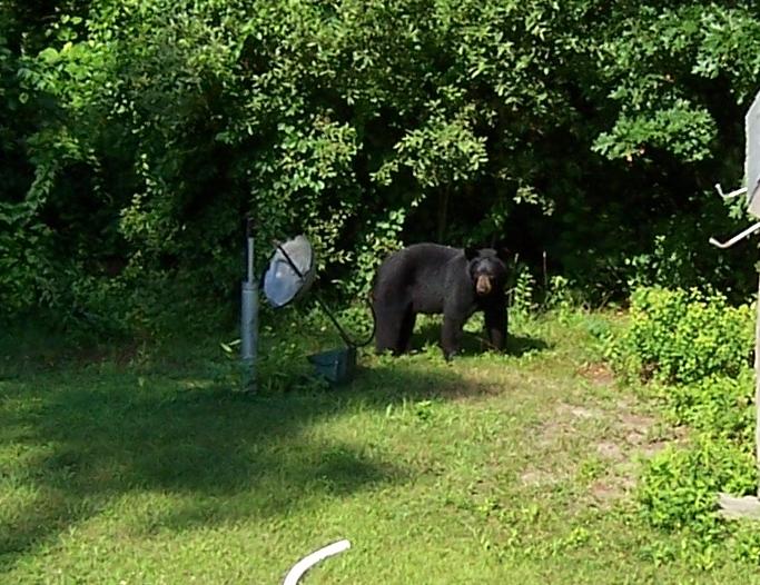 New map Black bear moves on to Marion Wareham